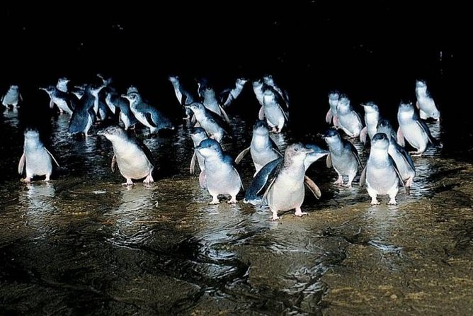 Private Phillip Island Penguin Parade Tour - Key points to know before booking