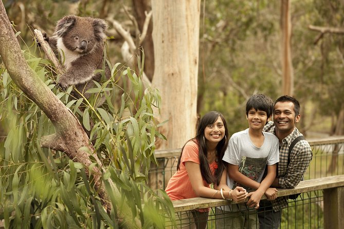 Private Phillip Island Penguin Parade Tour - Koalas on the tree-top boardwalks