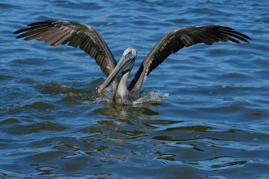 Private Ría Lagartos Boat Tour: Flamingos & Crocodiles - How the guides shape the experience
