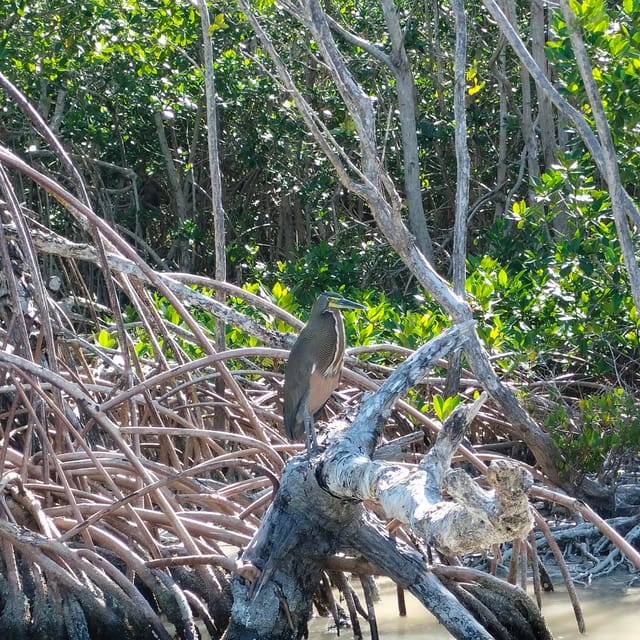 Private Ría Lagartos Boat Tour: Flamingos & Crocodiles - Price, group size, and overall value