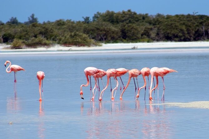 Private Rio Lagartos Flamingo and pink lakes - Key points to know before booking