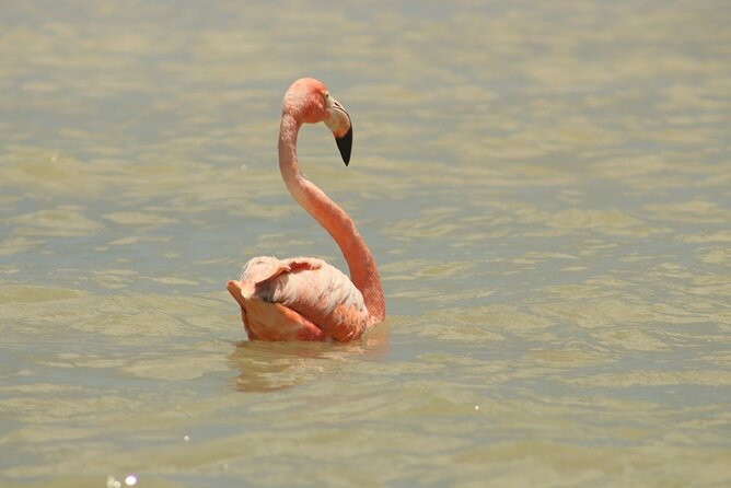 Private Rio Lagartos Flamingo and pink lakes - Why Rio Lagartos is worth the long ride