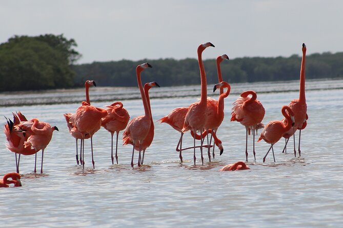 Private Rio Lagartos Flamingo and pink lakes - What private touring changes