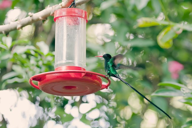Private Rockland Bird Sanctuary Tour from Montego Bay - Why this small sanctuary visit is memorable