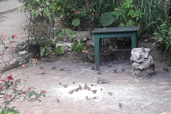 Private Rockland Bird Sanctuary Tour from Montego Bay - Beyond the feeders, birds, herbs, and plants