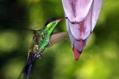 Private Rockland Bird Sanctuary Tour from Montego Bay
