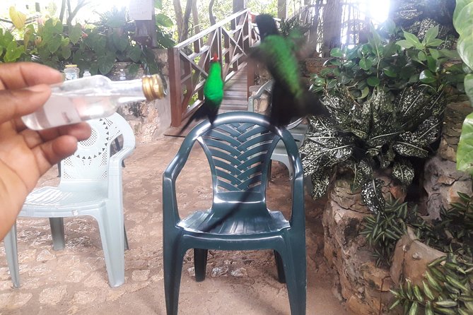Private Rockland Bird Sanctuary Tour from Montego Bay - Practical details that can improve your visit