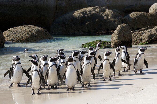Private Table Mountain Penguins & Cape Point Tour from Cape Town - Atlantic views at Maidens Cove and Hout Bay