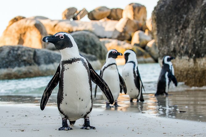 Private Table Mountain Penguins & Cape Point Tour from Cape Town - Two hours at Cape of Good Hope and Cape Point