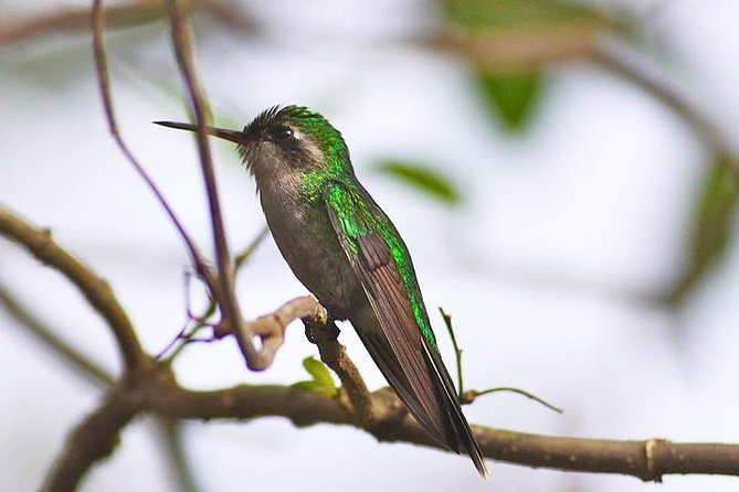 Private Tour: Birdwatching Cozumel Island - Key points to know before booking