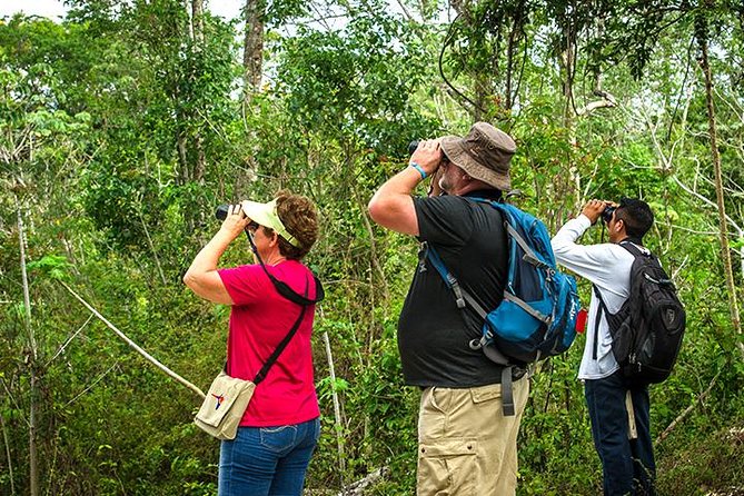 Private Tour: Birdwatching Cozumel Island - Why an early morning matters on Cozumel