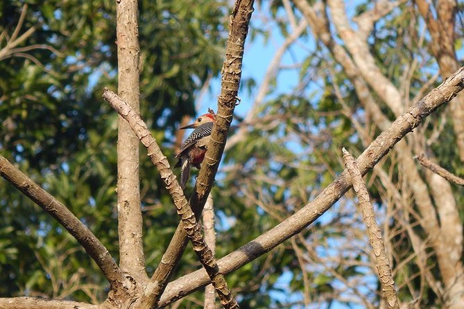 Private Tour: Birdwatching Cozumel Island - Secluded birding spots instead of a standard island tour
