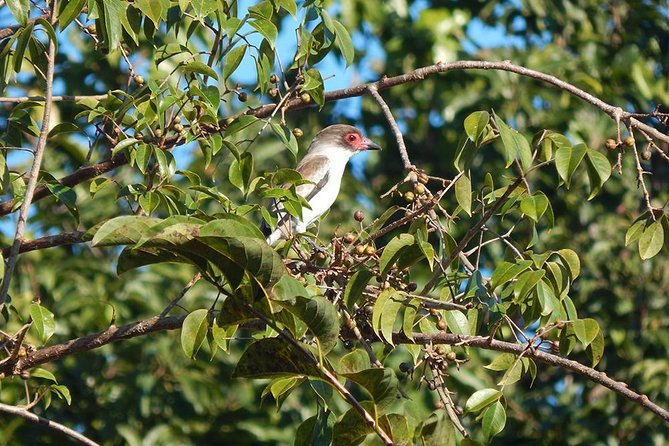 Private Tour: Birdwatching Cozumel Island - Practical preparation for a better morning