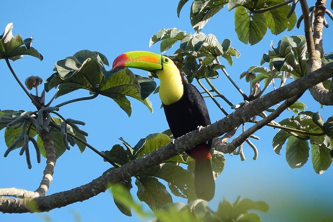 Private Tour: Birdwatching from Cancun - Into the northern Riviera Maya jungle