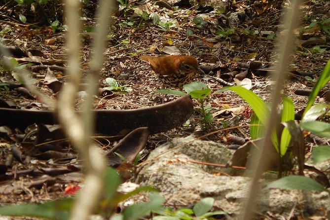 Private Tour: Birdwatching from Cancun - Birds you might see