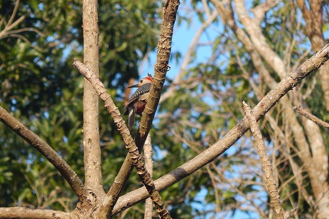 Private Tour: Birdwatching from Cancun - Guides who make the difference