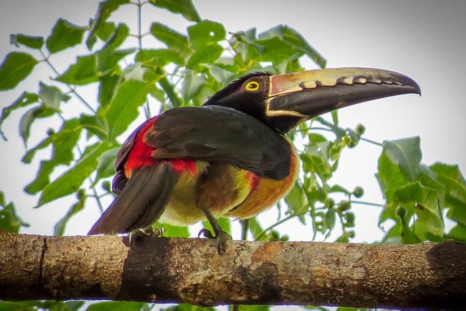 Private Tour: Birdwatching Playa del Carmen - Entering Sian Ka’an Natural Reserve