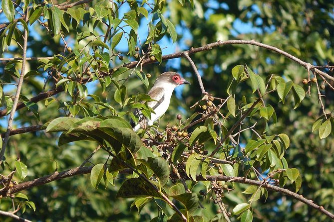 Private Tour: Birdwatching Playa del Carmen - A walking tour for serious observation
