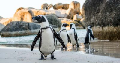 Private Tour:Cape of Good Hop>Chapman’s >Penguin>Seal island