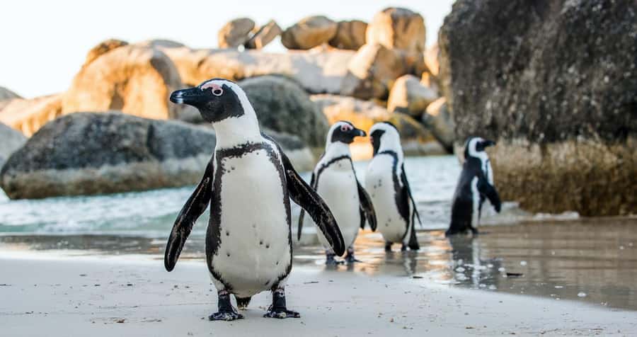 Private Tour:Cape of Good Hop>Chapman’s >Penguin>Seal island - Starting with Bo-Kaap’s painted houses
