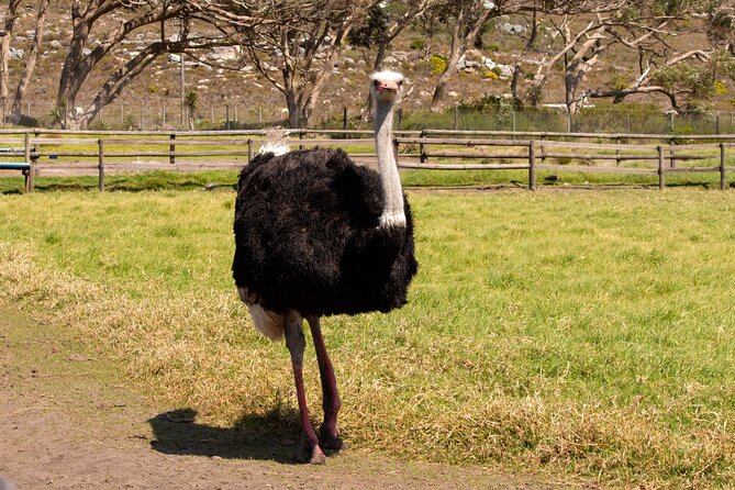 Private Tour: Cape of Good Hope and Boulders Beach Penguin Tour - The Groot Constantia wine stop needs clarification