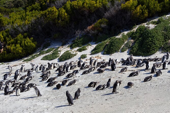 Private Tour: Cape of Good Hope and Boulders Beach Penguin Tour - What the $131.04 price really covers