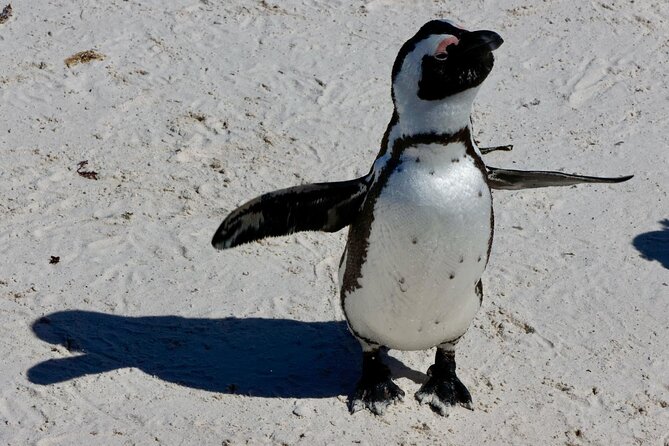 Private Tour : Cape of Good Hope,Penguin Colony& Muizenberg Beach - The ostrich farm adds a hands-on stop