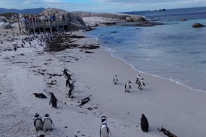 Private Tour : Cape of Good Hope,Penguin Colony& Muizenberg Beach - Cape of Good Hope gives the day its big sense of place