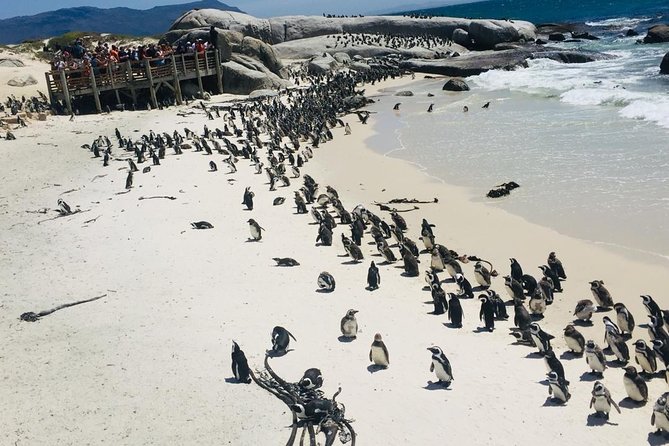 Private Tour Cape of Good Hope & Penguins Sightseeing Full day - Camps Bay and Maiden’s Cove bring the big views