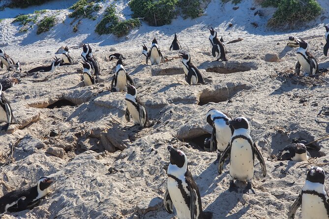 Private Tour Cape of Good Hope & Penguins Sightseeing Full day - Cape of Good Hope connects scenery with seafaring history
