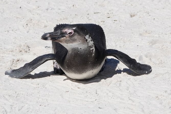 Private Tour Cape of Good Hope with Penguins - Cape of Good Hope: the main peninsula milestone
