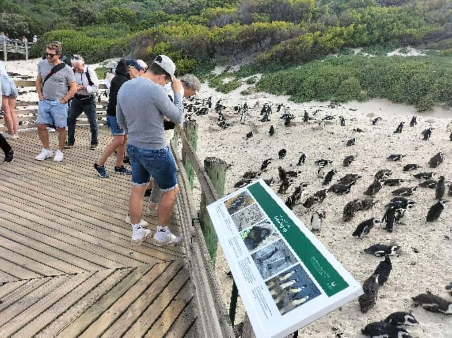 Private Tour: Cape Point, Penguins, Chapmans Peak & more... - Boulders Beach and the African penguins
