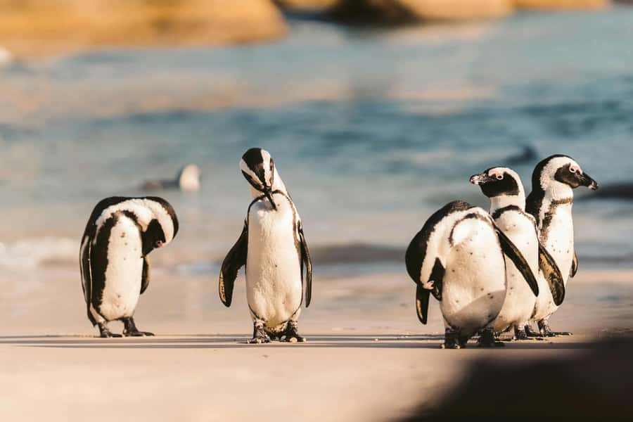 Private Tour: Cape Point, Penguins, Chapmans Peak & more... - Starting in Bo-Kaap and Signal Hill