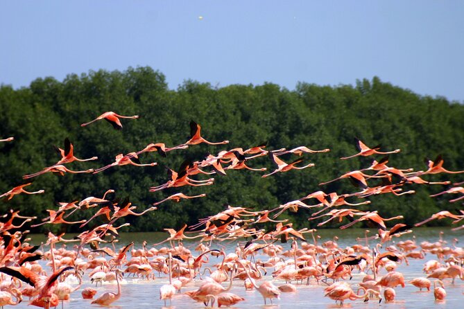 Private Tour Celestun Flamingo Watching and Beach - Entering the Ría Celestún Biosphere Reserve
