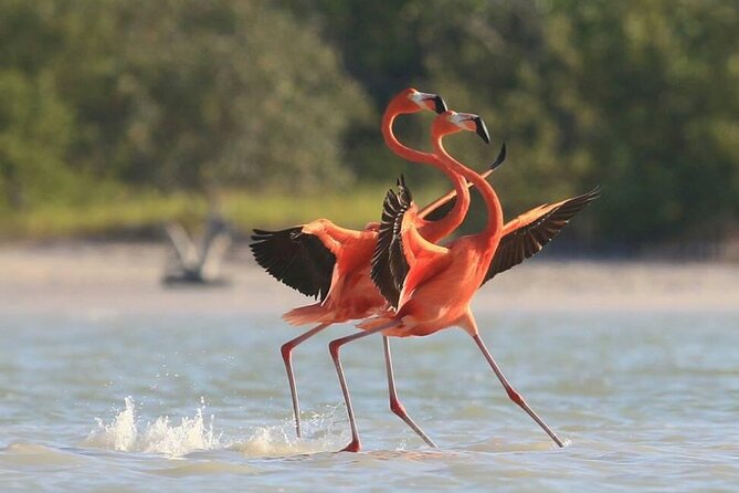 Private Tour Celestun Flamingo Watching and Beach - Bird Island and the Mangrove Tunnel