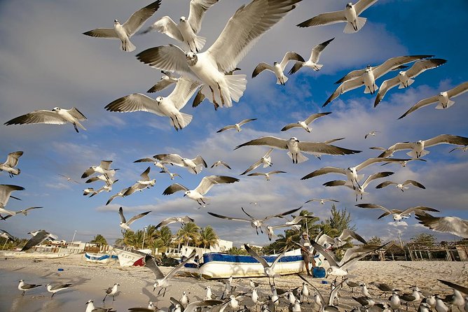 Private Tour Celestun Flamingo Watching and Beach - Lunch and Beach Time in Celestún