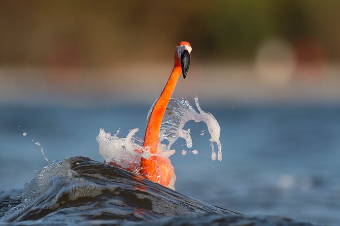 Private Tour Celestun Flamingo Watching and Beach - Who Will Enjoy This Celestún Tour Most?