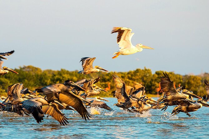 Private Tour Celestun Flamingo Watching and Beach - Practical Packing Advice