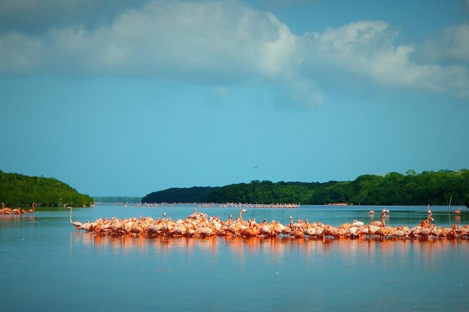 Private Tour Celestun Flamingo Watching and Beach - Finding the American Flamingos