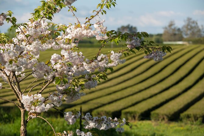Private tour from Auckland - Waitomo Glowworm Caves, Zealong Tea & Kiwi Bird - Pickup makes the long route easier