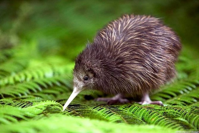 Private tour from Auckland - Waitomo Glowworm Caves, Zealong Tea & Kiwi Bird - Waitomo’s glowworms are the main event