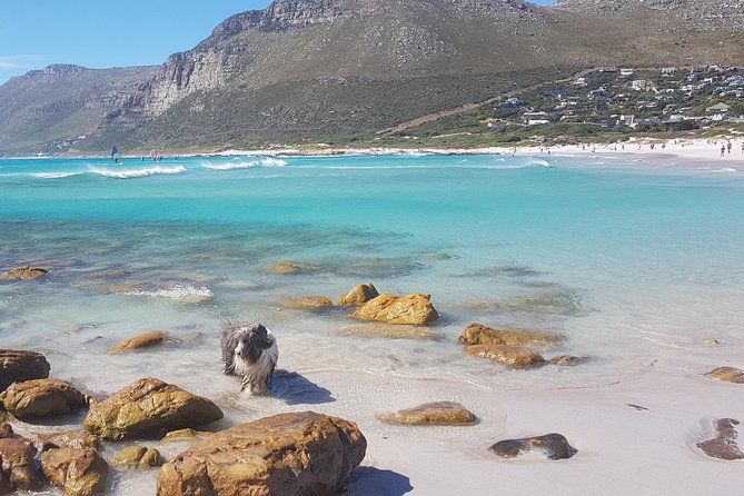 Private Tour Of Penguins, Cape Of Good Hope & Peninsula. - Why a private peninsula tour works well