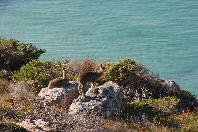 Private Tour Of Penguins, Cape Of Good Hope & Peninsula. - Scarborough offers a quieter coastal contrast