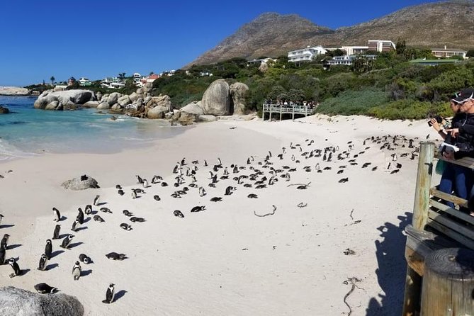 Private Tour Of Penguins, Cape Of Good Hope & Peninsula. - Chapman’s Peak is the great road show