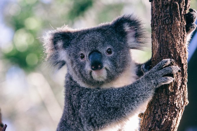 [Private Tour] “Penguin Parade” Phillip Island Tour. - Seal Rock: Coastal Views and A Chance Wildlife Search