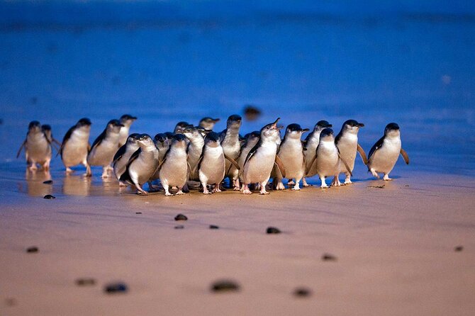 [Private Tour] “Penguin Parade” Phillip Island Tour. - The Penguin Parade: The Day’s Main Event