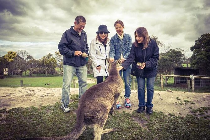 [Private Tour] “Penguin Parade” Phillip Island Tour. - Food, Timing, and What to Bring