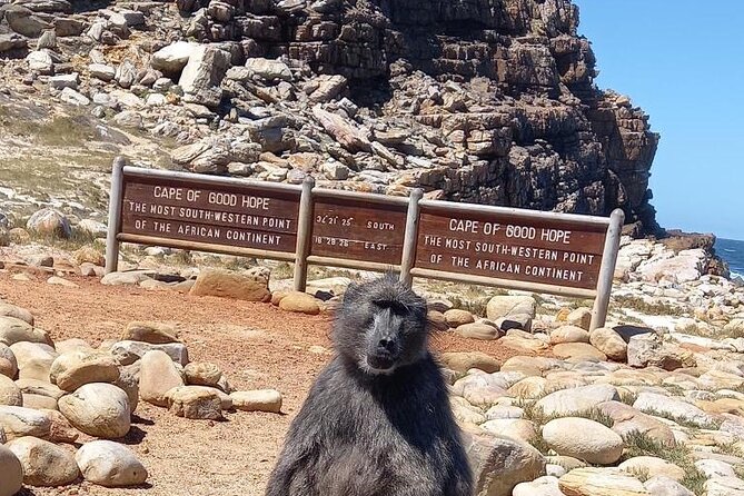 Private Tour: Penguins, Cape Point and Cape of Good Hope - Key points at a glance