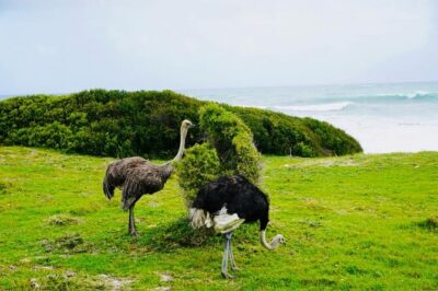 Private Tour: Penguins, Cape Point and Cape of Good Hope