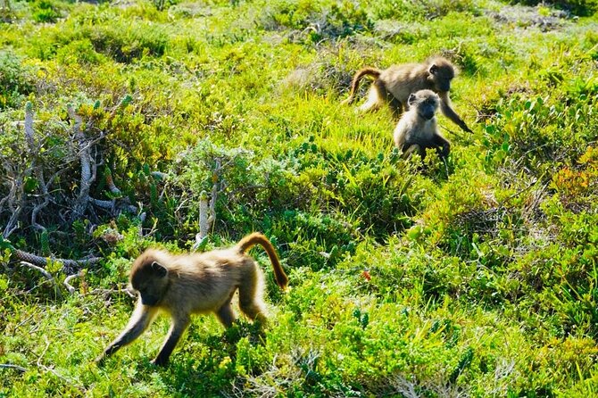Private Tour: Penguins, Cape Point and Cape of Good Hope - Cape Point offers a walk or a funicular